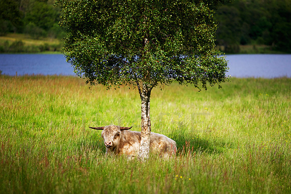 Higland Cow under Silver Birch Tree_0731