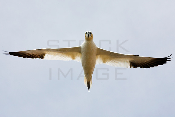 Gannet Cross_6604-01