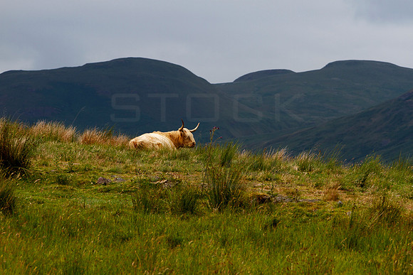 Highland Cow_8747