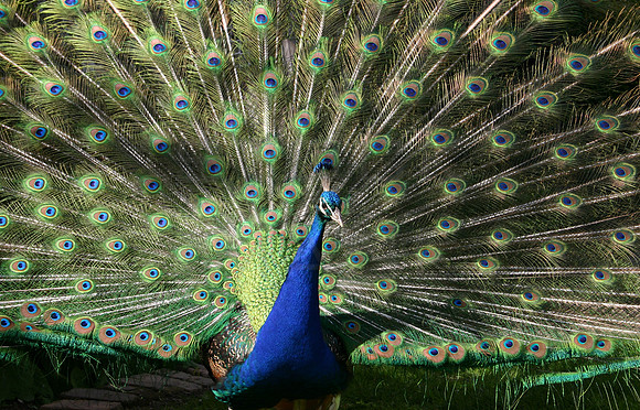 Peacock