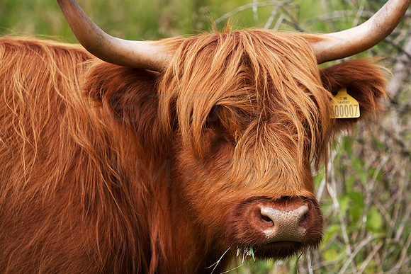 Highland Moo_8746