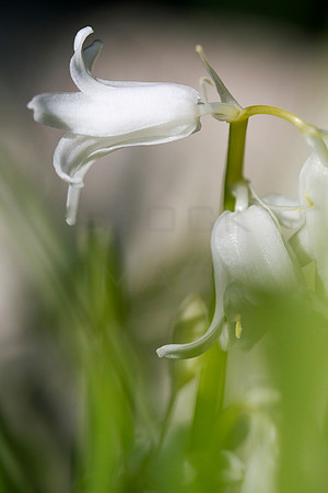 Delicate Bluebell_9935