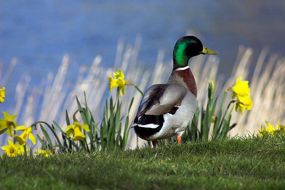 Daffi Duck_8181-01