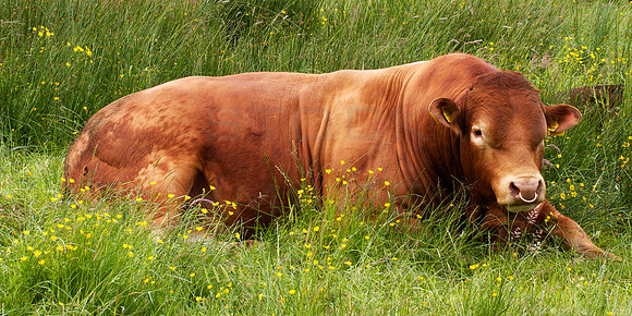 A Lot of Bull_8629