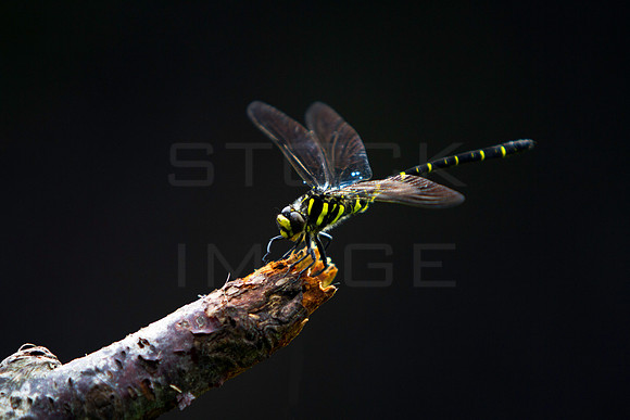 Dragonfly on stick-1205