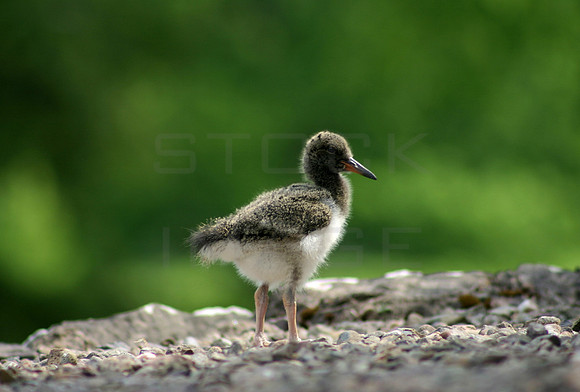 Oyster Catcher Chick