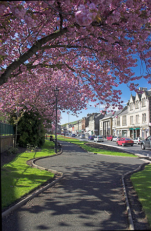 Blossom Trees, Galashiels