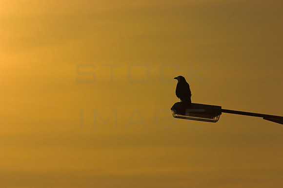 Watching the Dawn