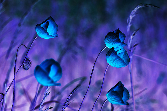Martian Poppies_8603_z