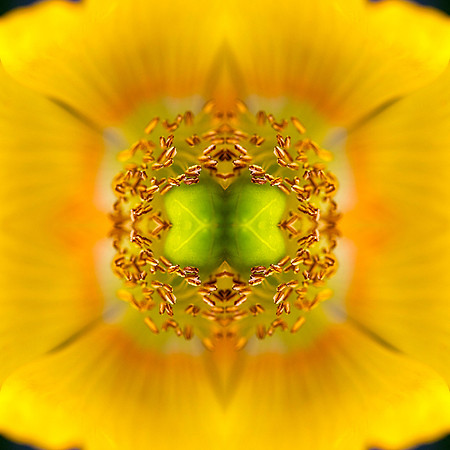 Yellow Repeats_1526-z