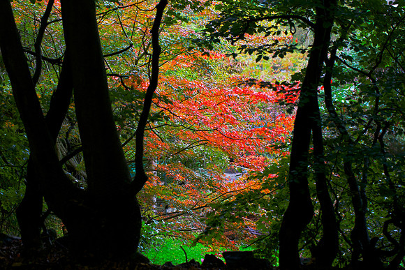 Woodland Flame_2192