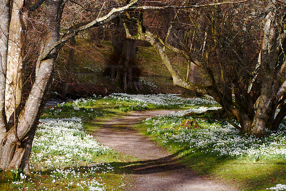 Kailzie Gardens Snowdrop Festival_0102
