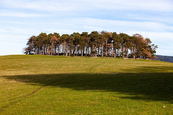 Chester Hill Pines_2750_local