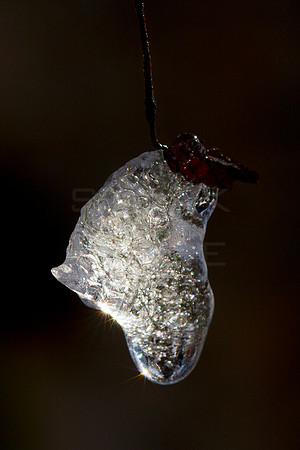 Ice Crystal on Leaf_3762
