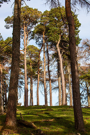 Scots Pines on Chester Hill_2735_local