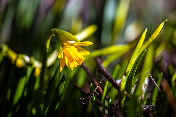 Spring Daffodil in Sunlight_2662_local