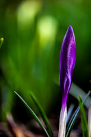 Crocus Shoot_2667_local