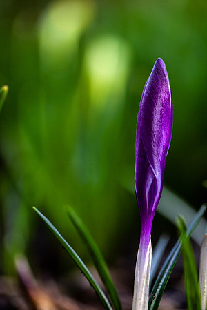 Crocus Shoot_2667_local