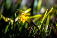 Spring Daffodil in Sunlight_2662_local