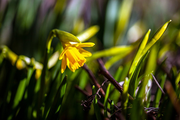 Spring Daffodil in Sunlight_2662_local