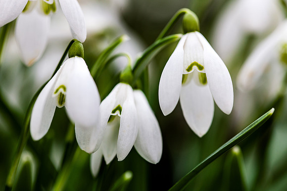 Spring Snowdrops_2648_local