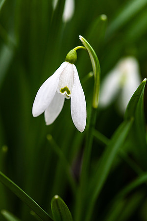 Snowdrop in Spring_2643_local
