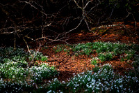 Snowdrops in Woodland Sunlight_2710_local