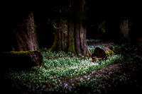 Snowdrops in Woodland_2699_local