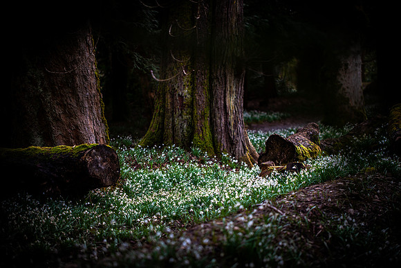 Snowdrops in Woodland_2699_local