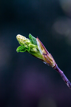 New Life_2655_local
