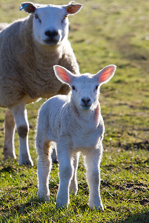 springlamb_2107-3793