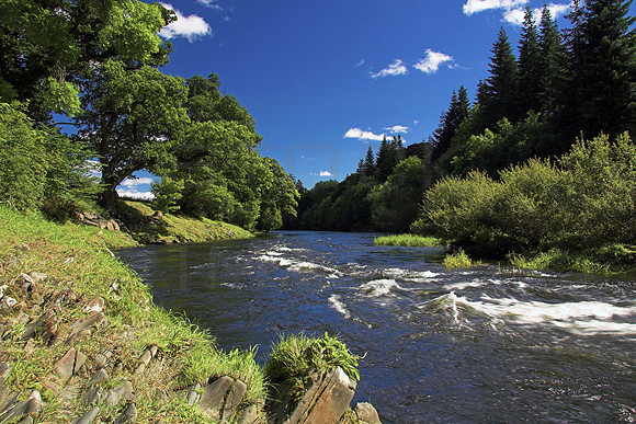 River Tweed from Yair Bridge