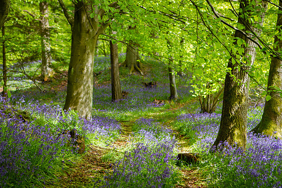 Track through Bluebell Woods_4060-7D