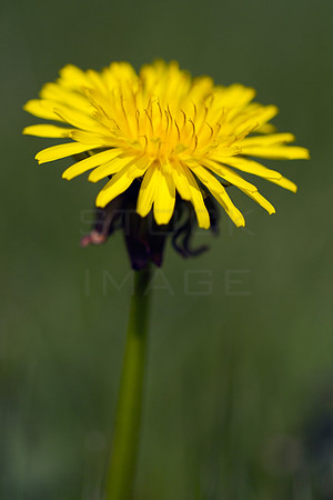Dandelion Head-9883