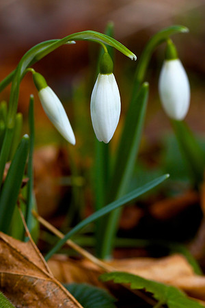 First Snowdrops_3965
