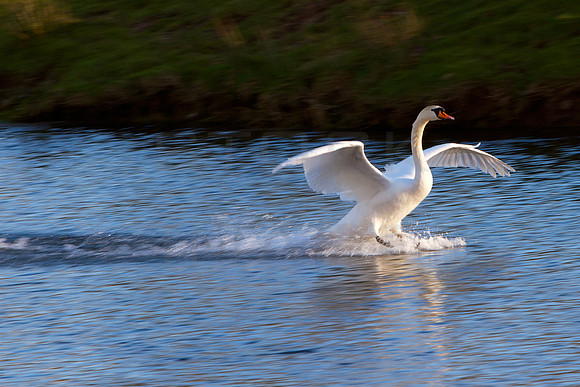 Graceful Landing_4901