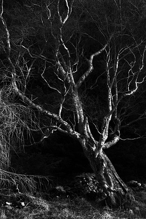 Detrmination_4471