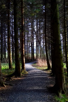 Path through Pines_154604