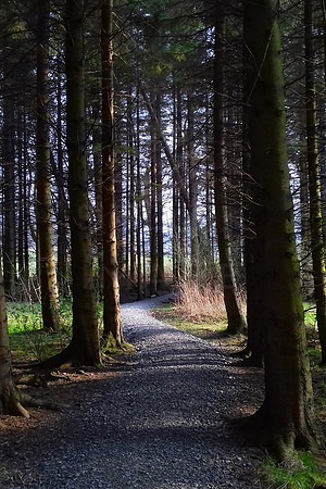 Path through Pines_154604