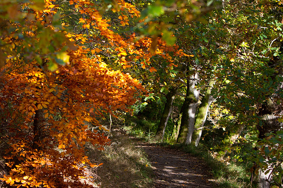 The Path that Burns_2496