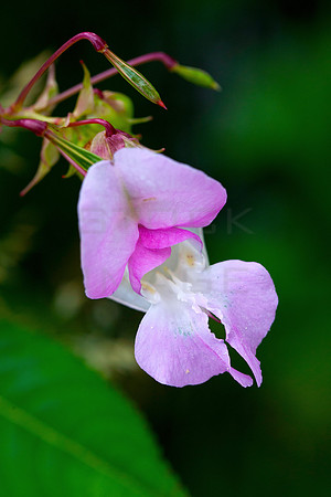 Wild Orchid_2070