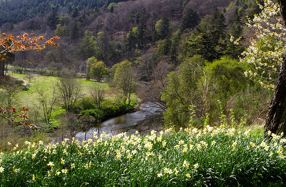 Springtime at Neidpath_4360