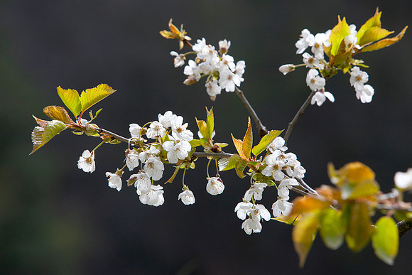 Cherry Blossom-4152