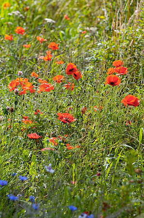 Wild Poppies in August_5013_90D