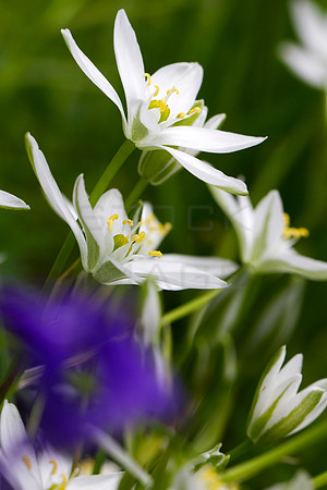 Star of Bethlehem _5276