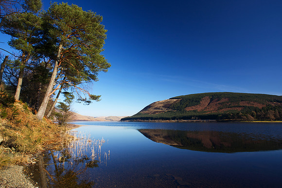 Loch Pines_6132