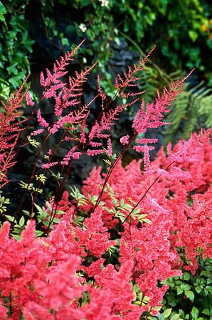 Floral Fire