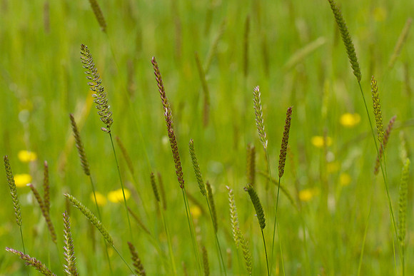 Grassed_1565