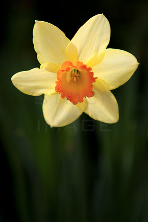 Daffodil Star_3540