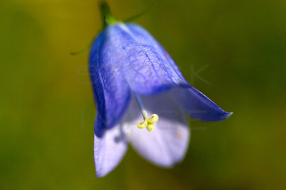 Harebell_6894